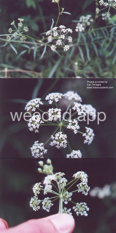 waterparsnip